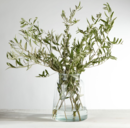 Online Designer Home/Small Office Live Olive Leaves Bunches