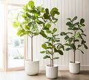 Online Designer Combined Living/Dining Faux Potted Fiddle Leaf Fig Trees-8'