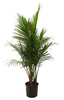 Online Designer Living Room Majesty Palm