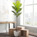 Online Designer Home/Small Office Foliage Tree in Pot