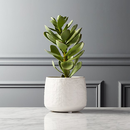 Online Designer Combined Living/Dining potted faux succulent white pot