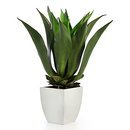 Online Designer Combined Living/Dining Agave Bush With Square Pot