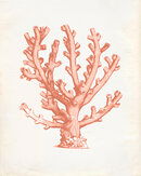 Online Designer Combined Living/Dining Vintage Ocean Coral Kelp Seaweed Coral Print 8x10 P255
