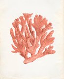 Online Designer Combined Living/Dining Vintage Ocean Coral Kelp Seaweed Coral Print 8x10 P252