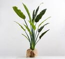Online Designer Bedroom Faux Potted Bird of Paradise Palm Tree - Large 70