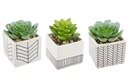 Online Designer Living Room 3 Piece Ceramic Succulent Desktop Plant in Pot Set