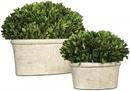 Online Designer Combined Living/Dining PRESERVED BOXWOOD OVAL TOPIARIES - SET OF 2