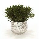 Online Designer Combined Living/Dining Oasis Platys Foliage Desk Top Plant in Planter by Distinctive Designs