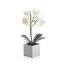 Online Designer Bathroom Potted Orchid Plant