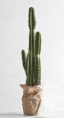Online Designer Living Room Faux Potted Saguaro Cactus | X-Large 