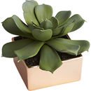 Online Designer Business/Office potted succulent with copper pot