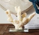 Online Designer Combined Living/Dining GLASS BASED CORAL STAND
