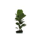 Online Designer Bedroom Thorsen's Greenhouse 12'' Fiddle Leaf Fig Plant Desktop Plant in a Pot