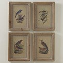 Online Designer Living Room Illustrated Birds Framed Prints