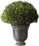 Online Designer Combined Living/Dining PRESERVED BOXWOOD GLOBE TOPIARY