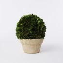 Online Designer Combined Living/Dining Boxwood Round Trees