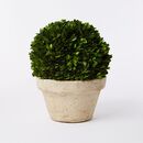 Online Designer Combined Living/Dining Boxwood Round Trees