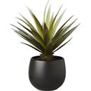 Online Designer Home/Small Office potted succulent with black pot