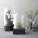 Online Designer Bathroom Glass Cloche Terrariums