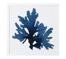 Online Designer Bathroom Framed Coral Prints - Indigo