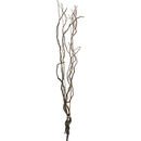 Online Designer Business/Office curly willow branches