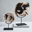 Online Designer Living Room Petrified Wood Object on Stand