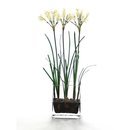 Online Designer Kitchen Waterlook Silk Nerine Lily Bulbs in Glass Vase