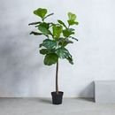 Online Designer Living Room Faux Fiddle Leaf Fig Plant