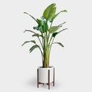 Online Designer Combined Living/Dining BIRD OF PARADISE PLANT | 14