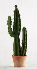 Online Designer Living Room Faux Potted Saguaro Cactus | Medium