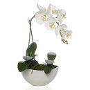 Online Designer Combined Living/Dining Faux Potted Phalaenopsis