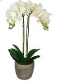 Online Designer Living Room Double Stem Orchid Arrangement in Pot