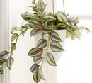 Online Designer Combined Living/Dining FAUX POTTED WANDERING GYPSY HOUSEPLANT