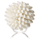 Online Designer Bedroom Real White Seashell Sphere with Lucite Stand 