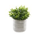 Online Designer Combined Living/Dining 5'' Artificial Boxwood Plant in Pot