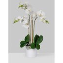 Online Designer Living Room Orchids Floral Arrangement in Pot