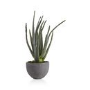 Online Designer Bedroom Potted Plants, Aloe