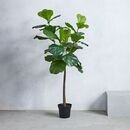 Online Designer Combined Living/Dining Faux Potted Fiddle Leaf Fig Plant - 5'
