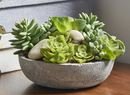 Online Designer Living Room Potted Desktop Succulent Plant in Pot