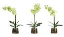 Online Designer Bedroom Orchd Phalaenopsis | Set of 3