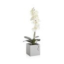Online Designer Living Room Large Potted Orchid Plant