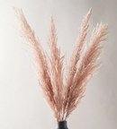 Online Designer Nursery Dried Pampas Grass Bunch