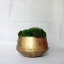 Online Designer Living Room 7'' Preserved Moss Grass in Decorative Vase