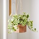 Online Designer Bathroom Live Mini Pothos Plant w/ Hanging Planter