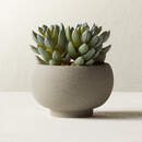 Online Designer Home/Small Office POTTED FAUX SUCCULENTS 4.25