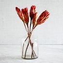 Online Designer Living Room Natural Protea