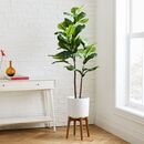 Online Designer Combined Living/Dining Faux Fiddle Leaf Fig Tree 