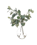 Online Designer Business/Office Eucalyptus in Glass Vase