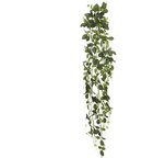 Online Designer Nursery Fittonia Hanging Bush Ivy Plant