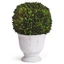 Online Designer Living Room Landon French Country Green Boxwood Ball Potted Topiary - Large